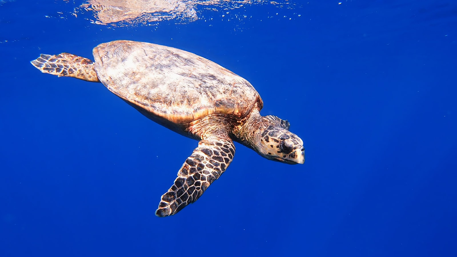 Cute Green Sea Turtle 